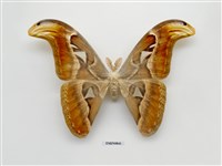 藏品(世界最大蛾)的圖片